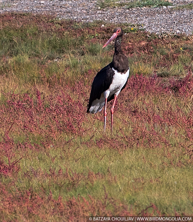 birds watching mongolia